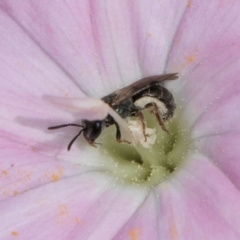 Lasioglossum (Homalictus) urbanum at Croke Place Grassland (CPG) - 7 Feb 2024