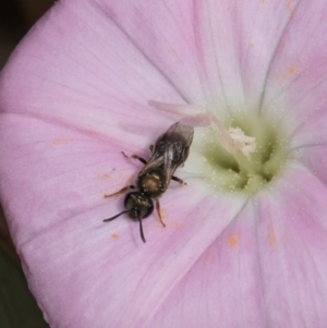 Lasioglossum (Homalictus) urbanum at Croke Place Grassland (CPG) - 7 Feb 2024