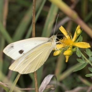 Pieris rapae at Croke Place Grassland (CPG) - 7 Feb 2024