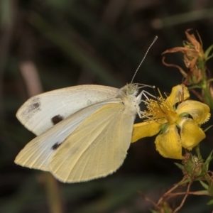 Pieris rapae at Croke Place Grassland (CPG) - 7 Feb 2024