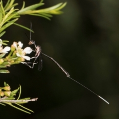 Gasteruption sp. (genus) (Gasteruptiid wasp) at McKellar, ACT - 7 Feb 2024 by kasiaaus