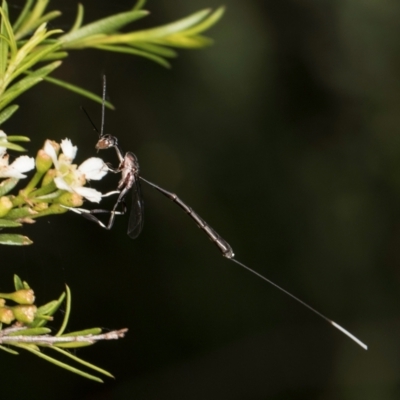 Gasteruption sp. (genus) (Gasteruptiid wasp) at Croke Place Grassland (CPG) - 7 Feb 2024 by kasiaaus