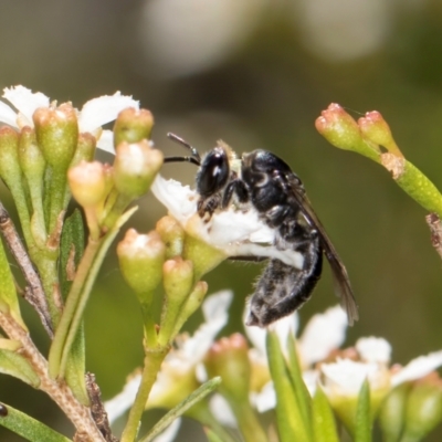 Apiformes (informal group) (Unidentified bee) at Croke Place Grassland (CPG) - 7 Feb 2024 by kasiaaus