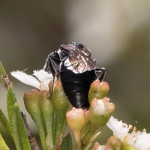 Apiformes (informal group) at Croke Place Grassland (CPG) - 7 Feb 2024