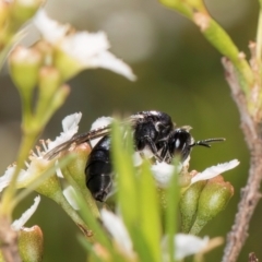 Apiformes (informal group) at Croke Place Grassland (CPG) - 7 Feb 2024