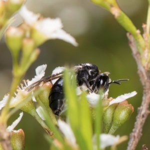 Apiformes (informal group) at Croke Place Grassland (CPG) - 7 Feb 2024