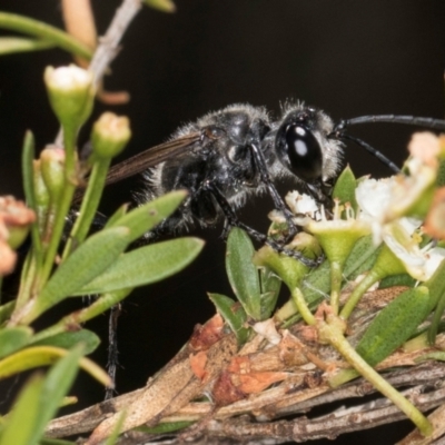 Sphex sp. (genus) (Unidentified Sphex digger wasp) at Croke Place Grassland (CPG) - 7 Feb 2024 by kasiaaus