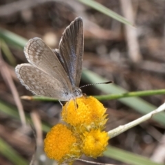 Zizina otis (Common Grass-Blue) at Latham, ACT - 9 Feb 2024 by kasiaaus