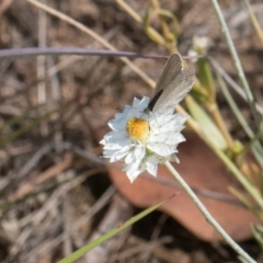 Zizina otis (Common Grass-Blue) at Latham, ACT - 9 Feb 2024 by kasiaaus