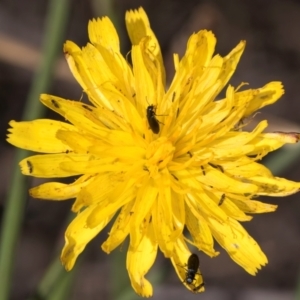 Thysanoptera (order) at Blue Devil Grassland, Umbagong Park (BDG) - 9 Feb 2024