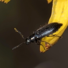 Dasytinae (subfamily) (Soft-winged flower beetle) at Latham, ACT - 9 Feb 2024 by kasiaaus