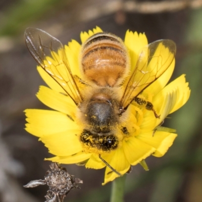 Apis mellifera (European honey bee) at Latham, ACT - 8 Feb 2024 by kasiaaus