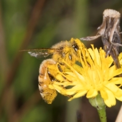 Apis mellifera at Latham, ACT - 9 Feb 2024