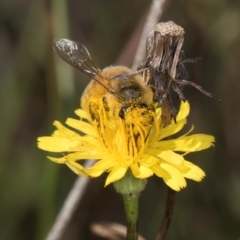 Apis mellifera at Latham, ACT - 9 Feb 2024