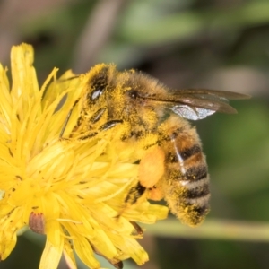 Apis mellifera at Latham, ACT - 9 Feb 2024