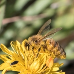 Apis mellifera at Latham, ACT - 9 Feb 2024