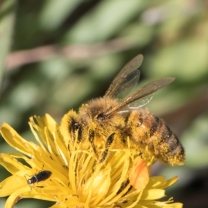 Apis mellifera at Latham, ACT - 9 Feb 2024