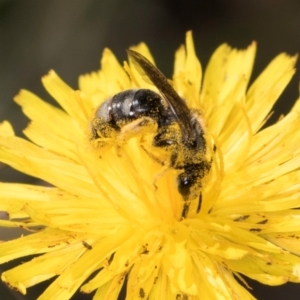 Lasioglossum (Chilalictus) sp. (genus & subgenus) at Latham, ACT - 9 Feb 2024 10:33 AM