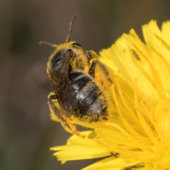 Lasioglossum (Chilalictus) sp. (genus & subgenus) at Latham, ACT - 9 Feb 2024 10:33 AM