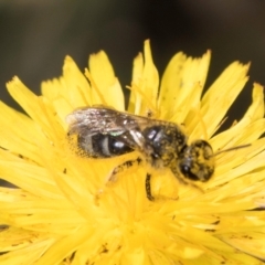 Lasioglossum (Chilalictus) sp. (genus & subgenus) at Latham, ACT - 9 Feb 2024 10:33 AM