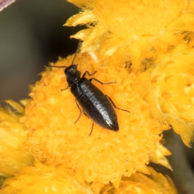 Dasytinae (subfamily) (Soft-winged flower beetle) at Umbagong District Park - 8 Feb 2024 by kasiaaus