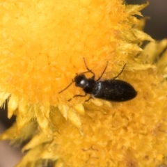 Dasytinae (subfamily) at Latham, ACT - 9 Feb 2024