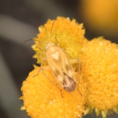 Miridae (family) (Unidentified plant bug) at Latham, ACT - 8 Feb 2024 by kasiaaus