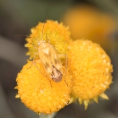 Miridae (family) at Latham, ACT - 9 Feb 2024 10:47 AM