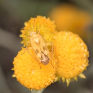 Miridae (family) at Latham, ACT - 9 Feb 2024 10:47 AM