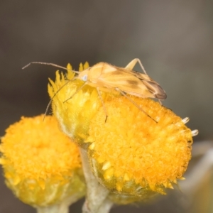 Miridae (family) at Latham, ACT - 9 Feb 2024 10:47 AM