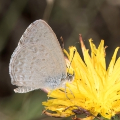 Zizina otis (Common Grass-Blue) at Latham, ACT - 8 Feb 2024 by kasiaaus