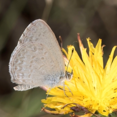 Zizina otis (Common Grass-Blue) at Blue Devil Grassland, Umbagong Park (BDG) - 8 Feb 2024 by kasiaaus