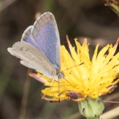 Zizina otis at Blue Devil Grassland, Umbagong Park (BDG) - 9 Feb 2024