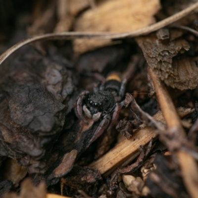 Apricia jovialis (Jovial jumping spider) at Theodore, ACT - 10 Feb 2024 by AmberB73