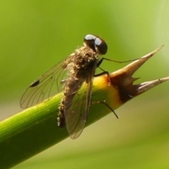 Chrysopilus sp. (genus) (A snipe fly) at Wingecarribee Local Government Area - 13 Jan 2024 by Curiosity