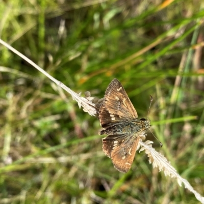 Dispar compacta (Barred Skipper) at Tharwa, ACT - 9 Feb 2024 by Shazw