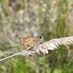 Dispar compacta at Rob Roy Range - 10 Feb 2024