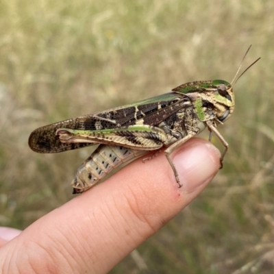 Gastrimargus musicus (Yellow-winged Locust or Grasshopper) at Rob Roy Range - 10 Feb 2024 by Shazw