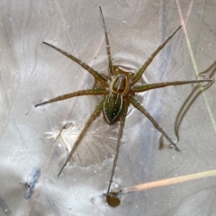 Dolomedes sp. (genus) (Fishing spider) at Tharwa, ACT - 9 Feb 2024 by Shazw