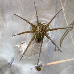 Dolomedes sp. (genus) (Fishing spider) at Rob Roy Range - 10 Feb 2024 by Shazw