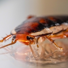 Melanozosteria dookiensis (Dookie woodland cockroach) at QPRC LGA - 10 Feb 2024 by MarkT