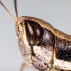 Macrotona australis at QPRC LGA - suppressed