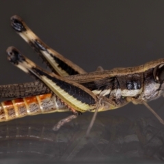 Macrotona australis at QPRC LGA - 9 Feb 2024