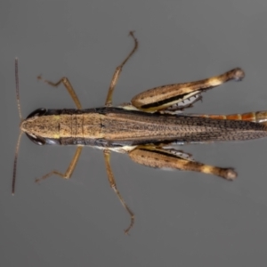 Macrotona australis at QPRC LGA - 9 Feb 2024