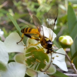 Ichneumonidae (family) at Hackett, ACT - 31 Jan 2024