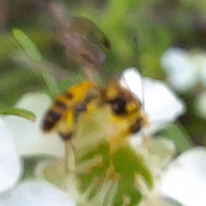 Ichneumonidae (family) at Hackett, ACT - 31 Jan 2024