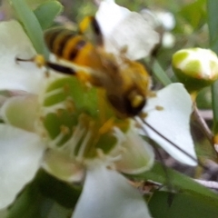 Ichneumonidae (family) at Hackett, ACT - 31 Jan 2024