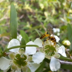 Ichneumonidae (family) at Hackett, ACT - 31 Jan 2024