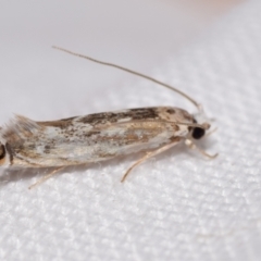 Erechthias mystacinella (Tineidae) at QPRC LGA - 4 Feb 2024 by DianneClarke