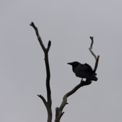 Corvus coronoides (Australian Raven) at Cook, ACT - 6 Feb 2024 by Tammy